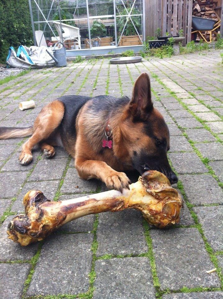 Schæferhund Fie billede 24