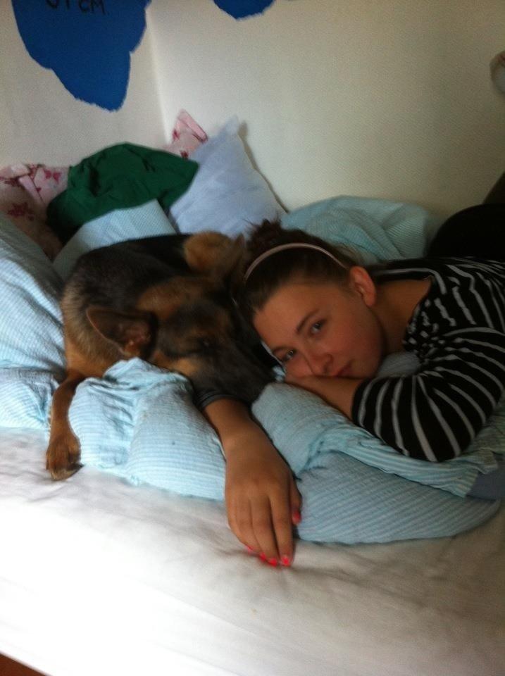 Schæferhund Fie billede 25