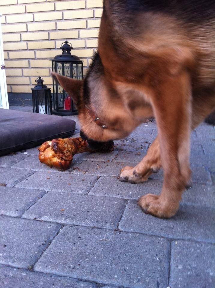 Schæferhund Fie billede 26