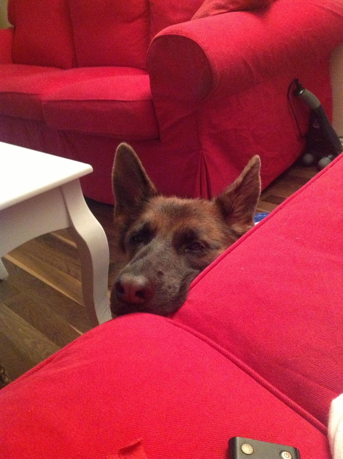 Schæferhund Fie billede 27