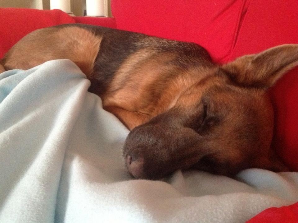 Schæferhund Fie billede 28