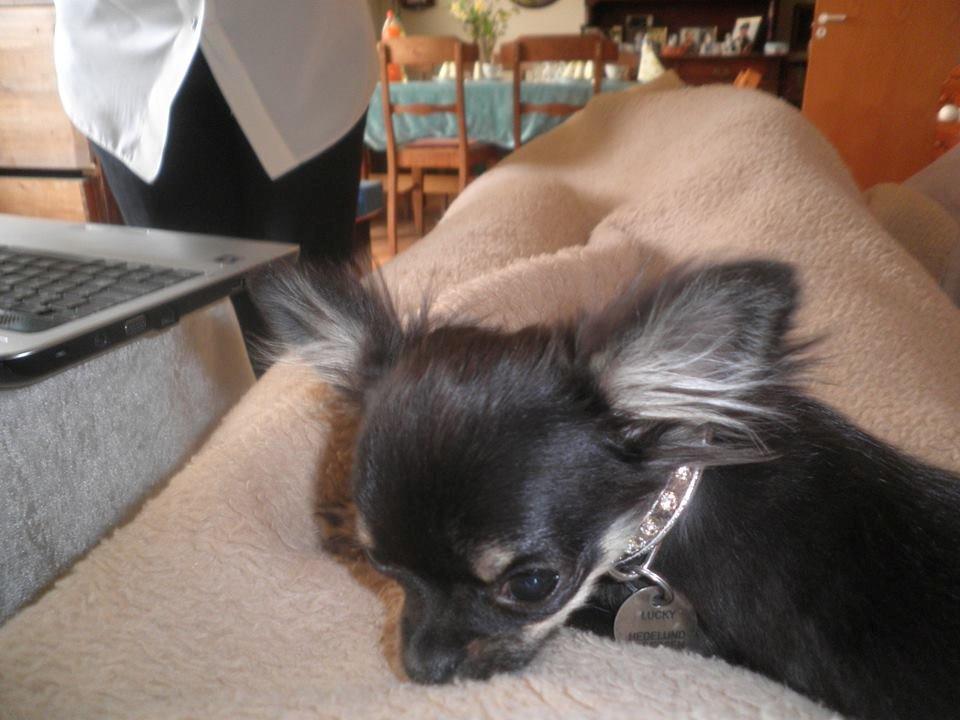 Chihuahua Lucky - Lille hundehvalpe Lucky, første besøg ved min mor :) billede 27