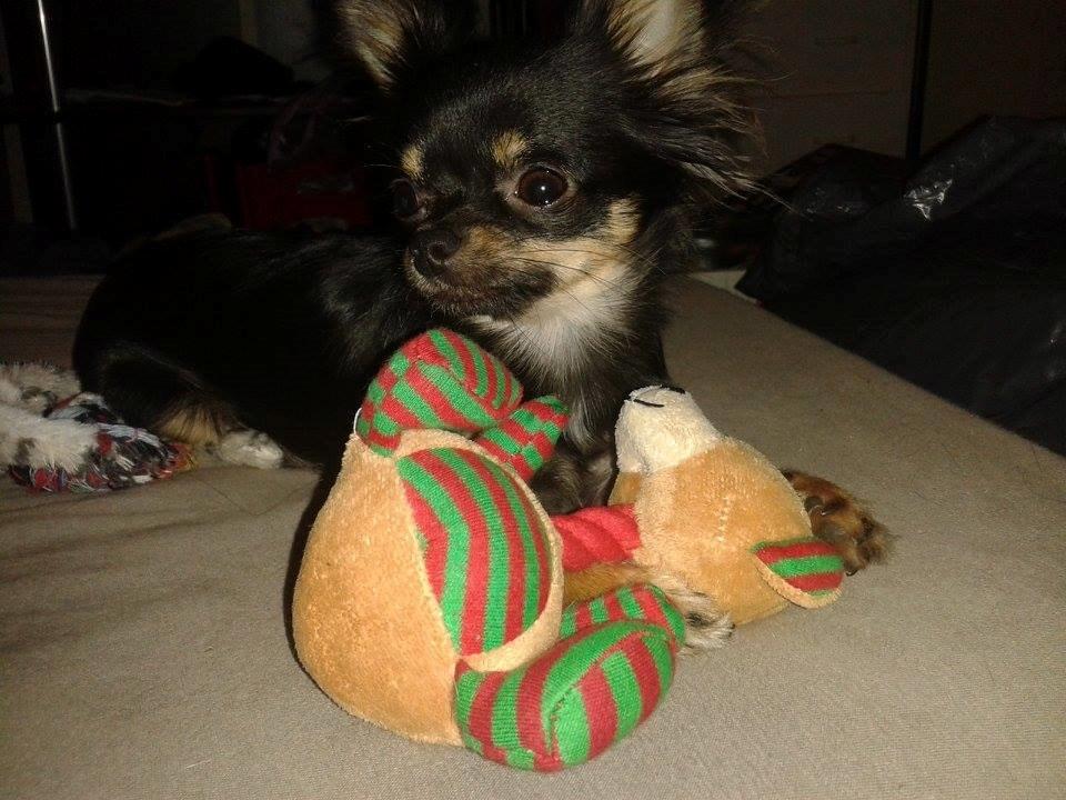 Chihuahua Lucky - Lucky med sin nye bamse, han fik af Ginger :) tak billede 28