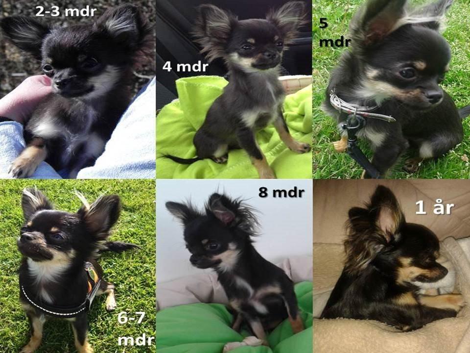 Chihuahua Lucky - Lucky fra 2-3 mdr til 1 år gammel, tillykke med dagen<3 billede 33