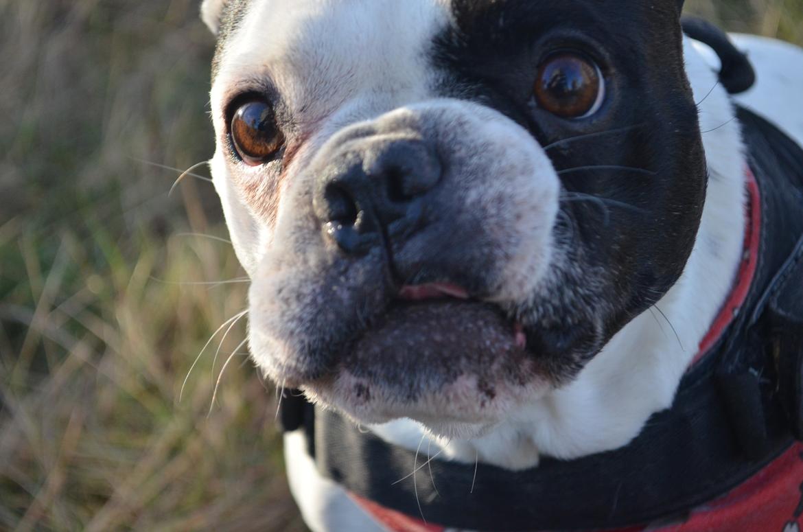 Fransk bulldog Tyson billede 2