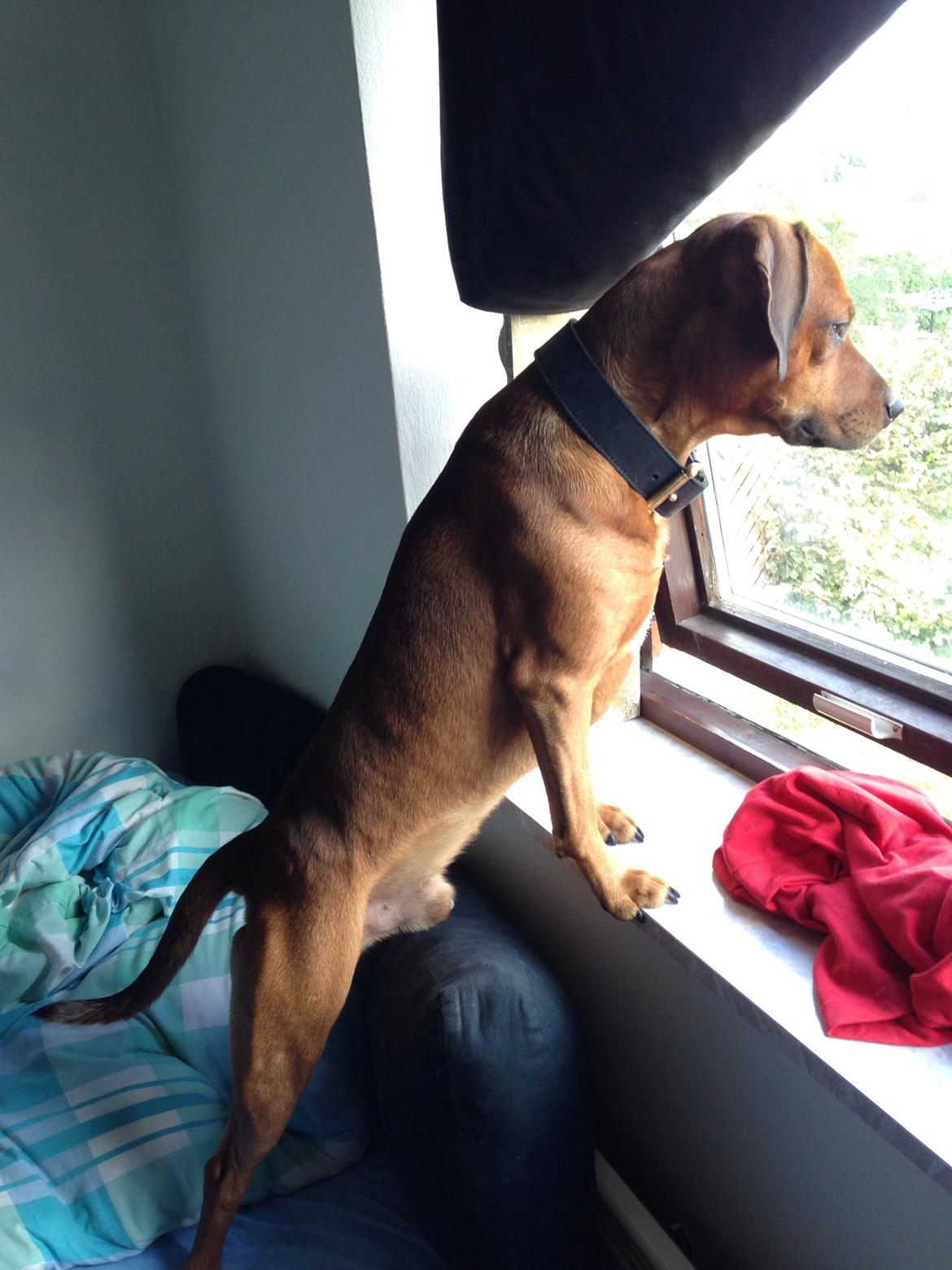 Blanding af racer Simba billede 8