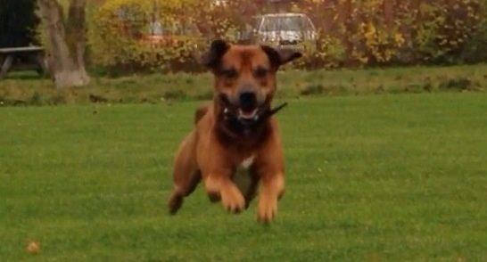 Blanding af racer Simba billede 9