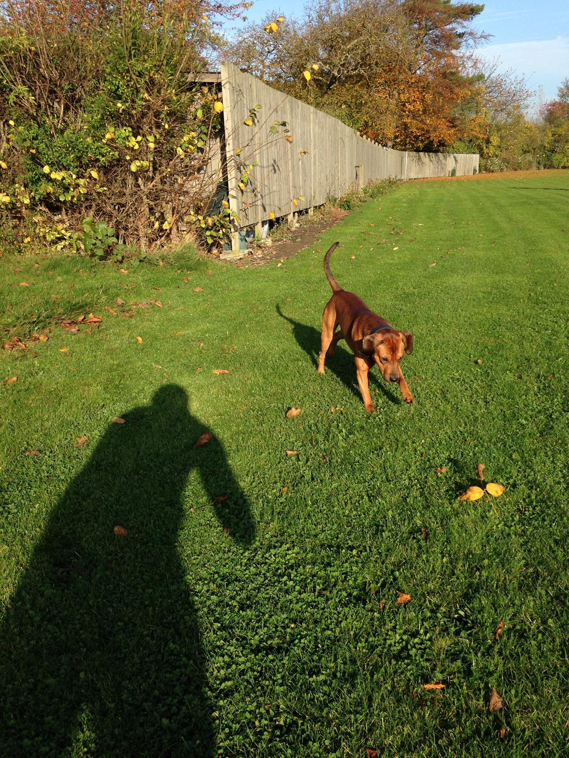 Blanding af racer Simba billede 10