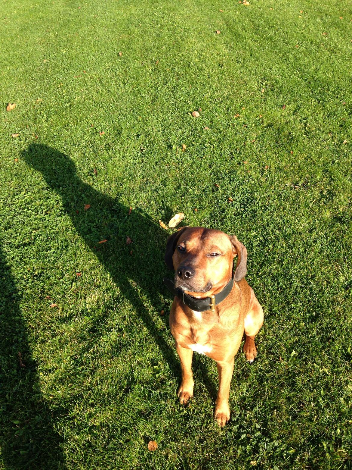 Blanding af racer Simba billede 11