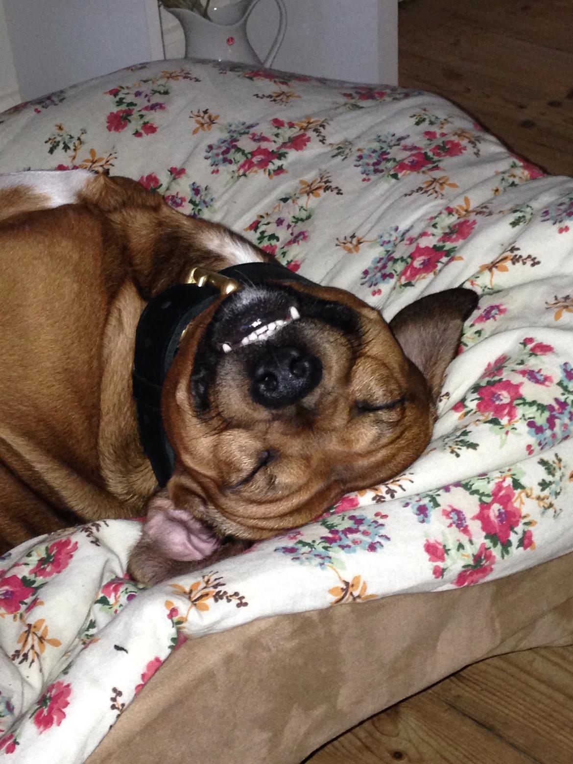 Blanding af racer Simba billede 12