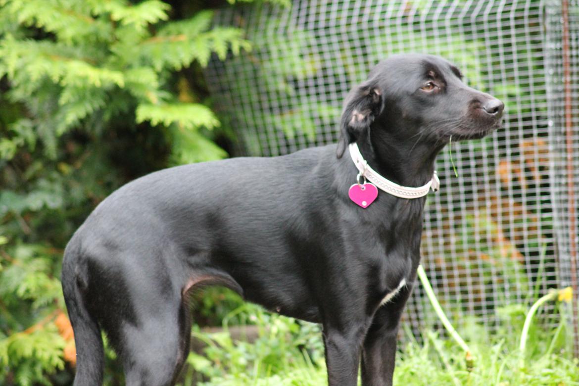 Blanding af racer Addie billede 1