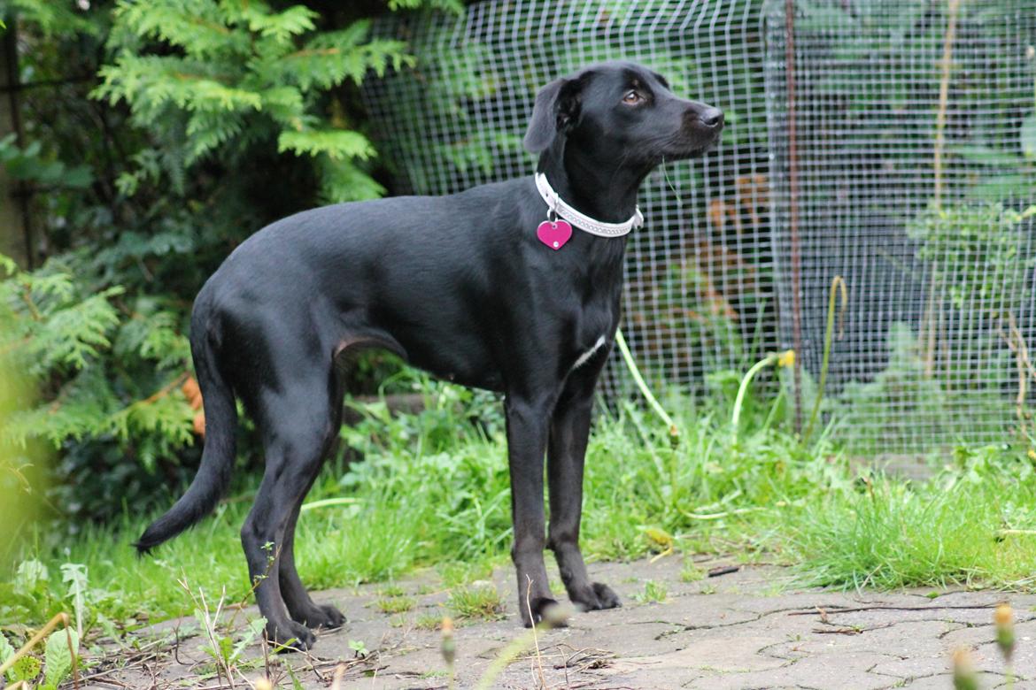 Blanding af racer Addie billede 19