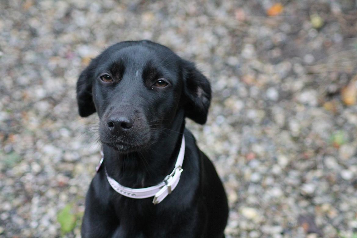 Blanding af racer Addie billede 20