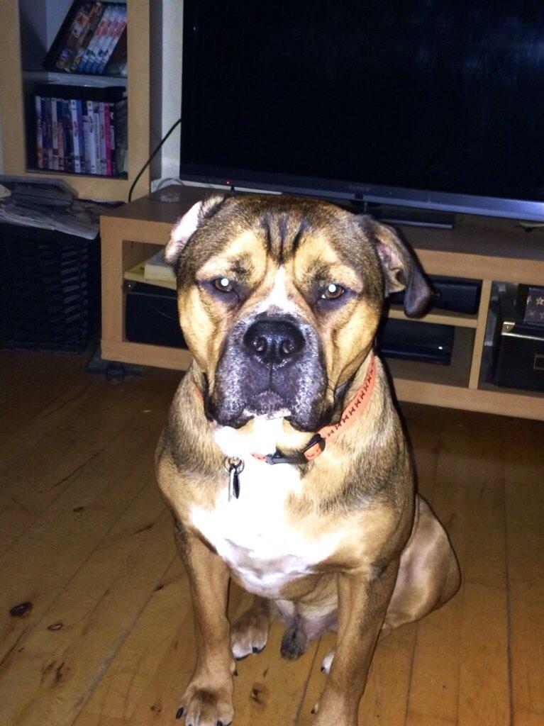 Blanding af racer Brutalis alias. bølle billede 1