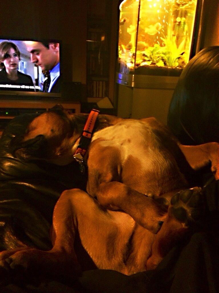 Blanding af racer Brutalis alias. bølle billede 2