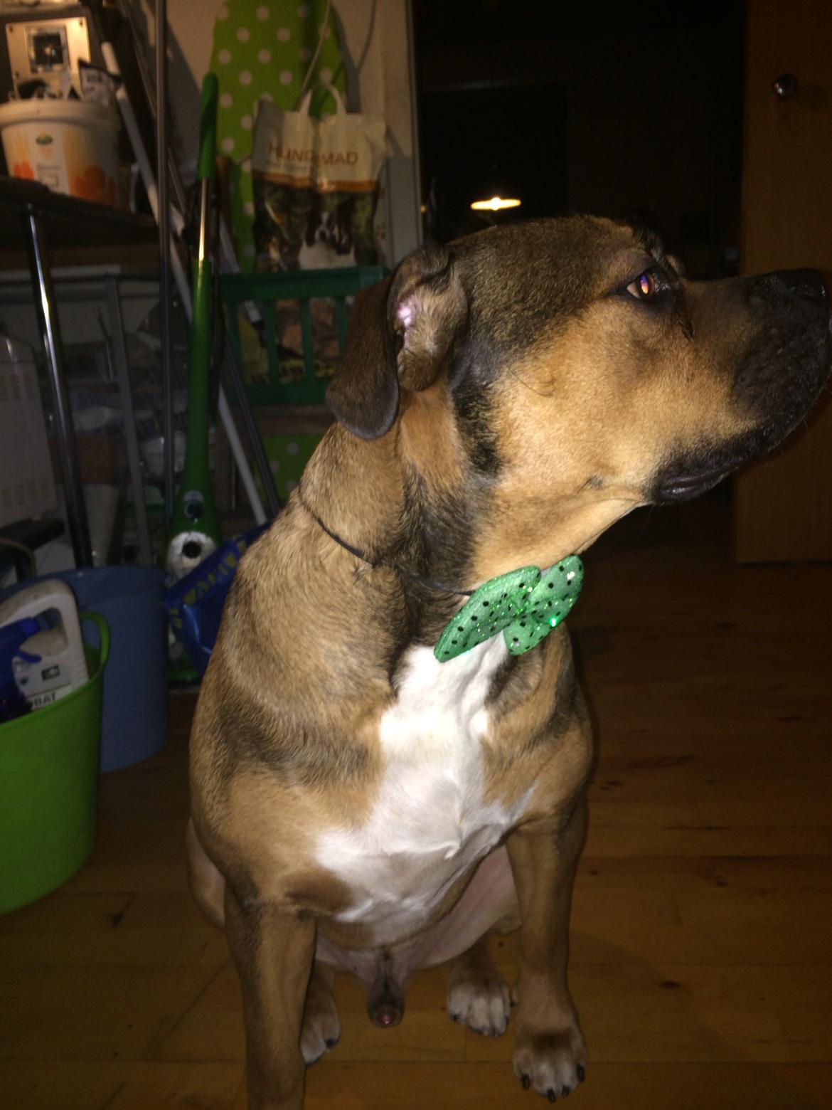 Blanding af racer Brutalis alias. bølle billede 3