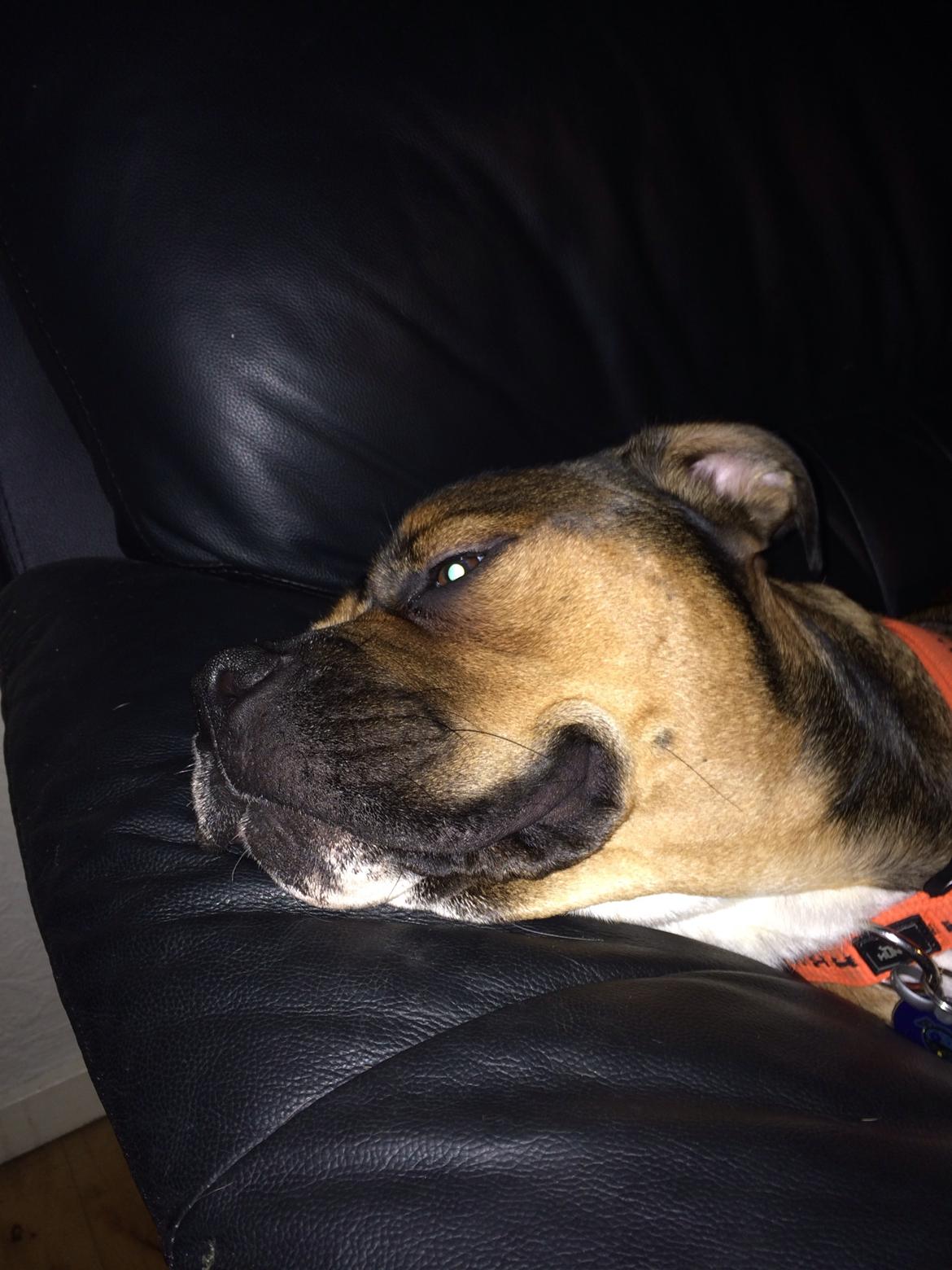 Blanding af racer Brutalis alias. bølle billede 4