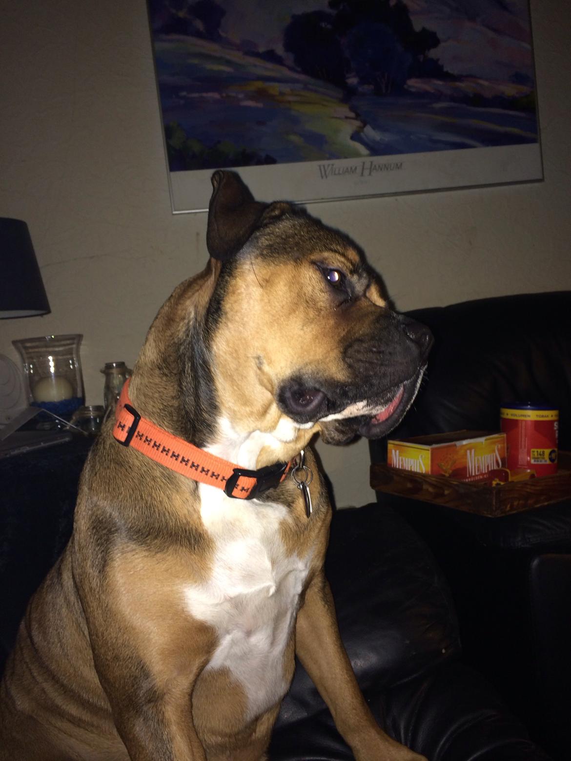 Blanding af racer Brutalis alias. bølle billede 5