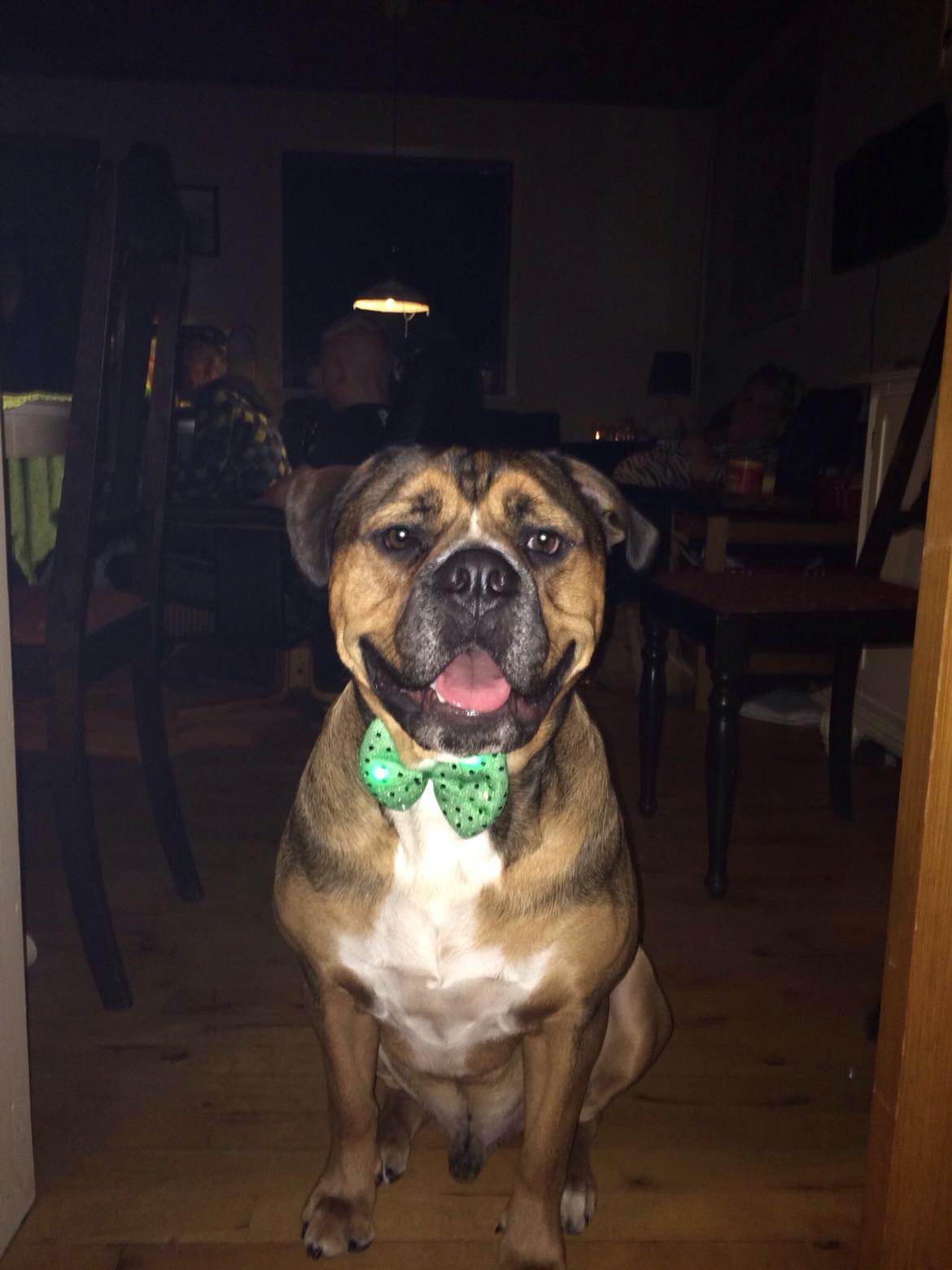 Blanding af racer Brutalis alias. bølle billede 6