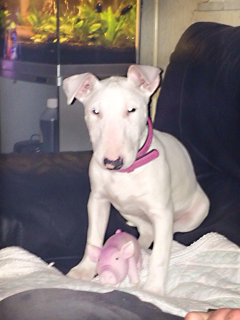 Bullterrier Ronja (Snow-princess) - Ronja med sin lille gris billede 14