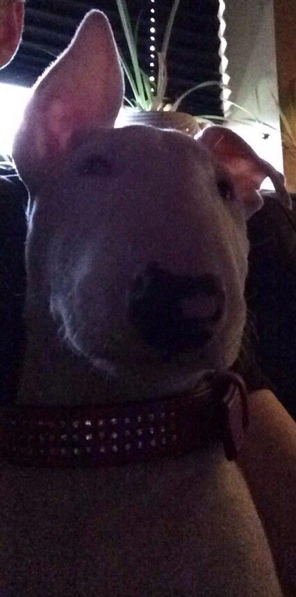 Bullterrier Ronja (Snow-princess) - Ronja's ene øre er kommet op billede 15