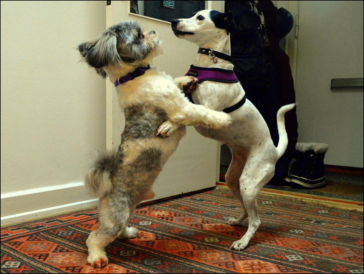 Dansk svensk gaardhund Sniffer [Bedste ven] - Tjah ... Sniffer danser med Oliver! xD
Jul 2013 billede 21