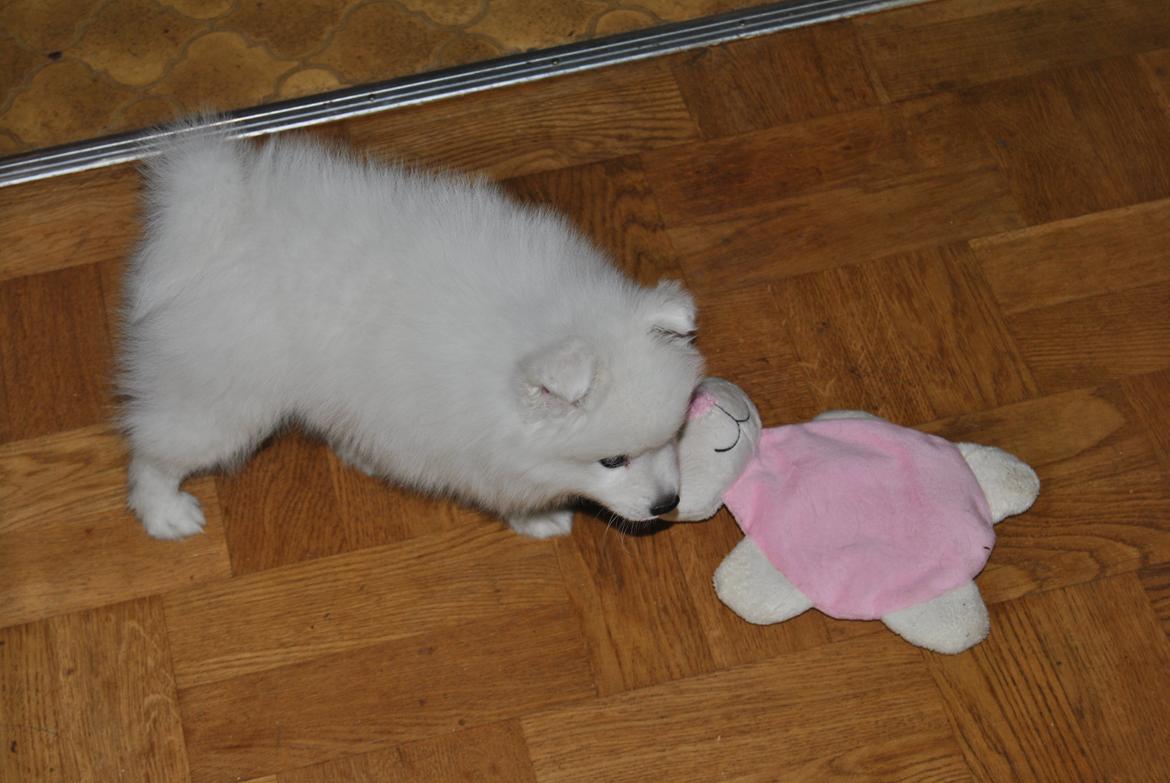 Japansk spids keeper ballare la giga billede 5