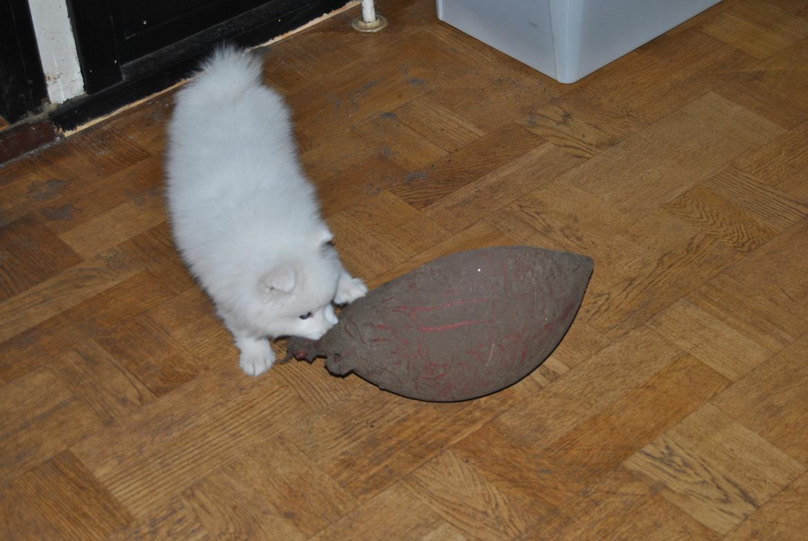 Japansk spids keeper ballare la giga billede 6