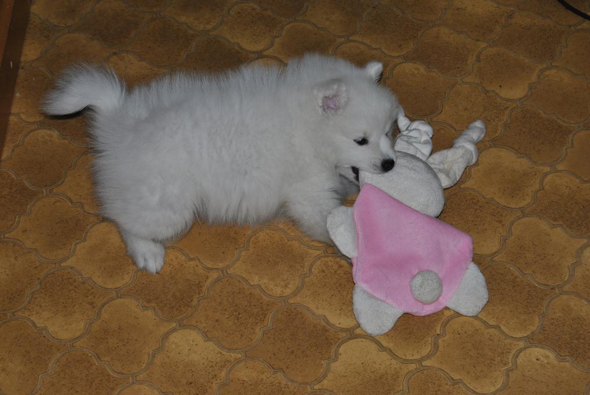 Japansk spids keeper ballare la giga billede 7