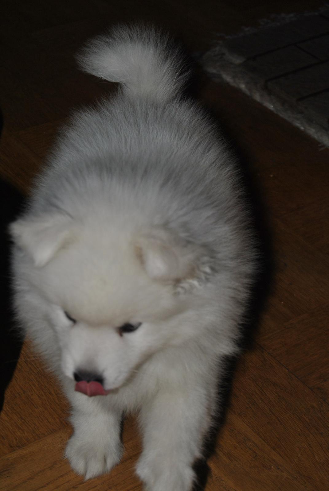 Japansk spids keeper ballare la giga billede 8