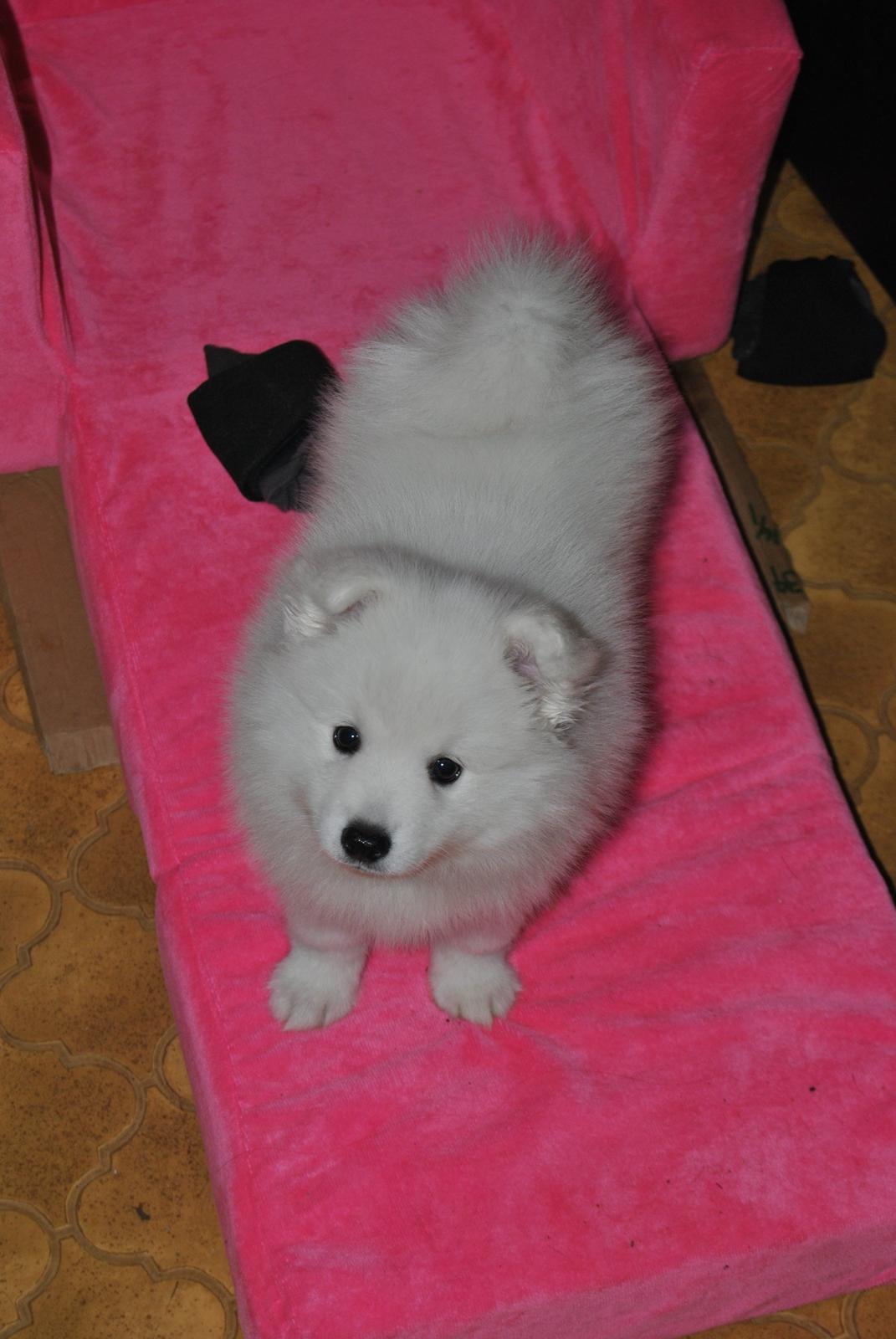 Japansk spids keeper ballare la giga billede 9