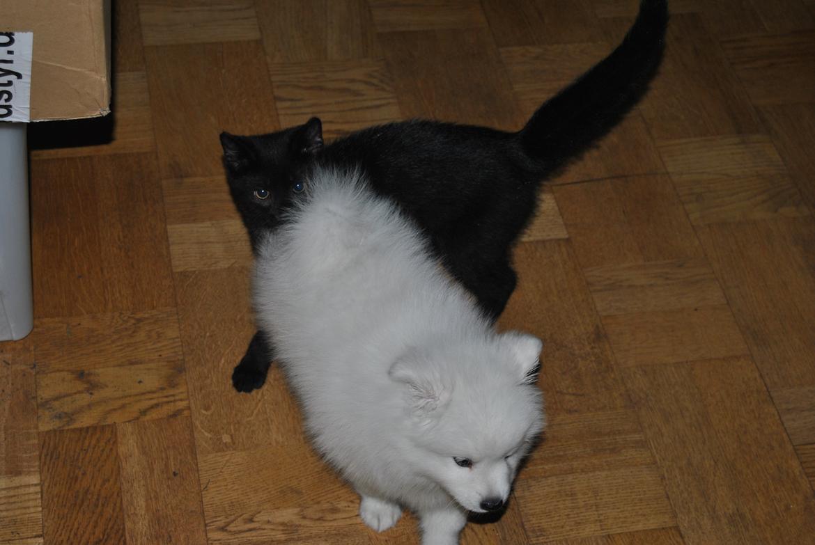 Japansk spids keeper ballare la giga billede 10