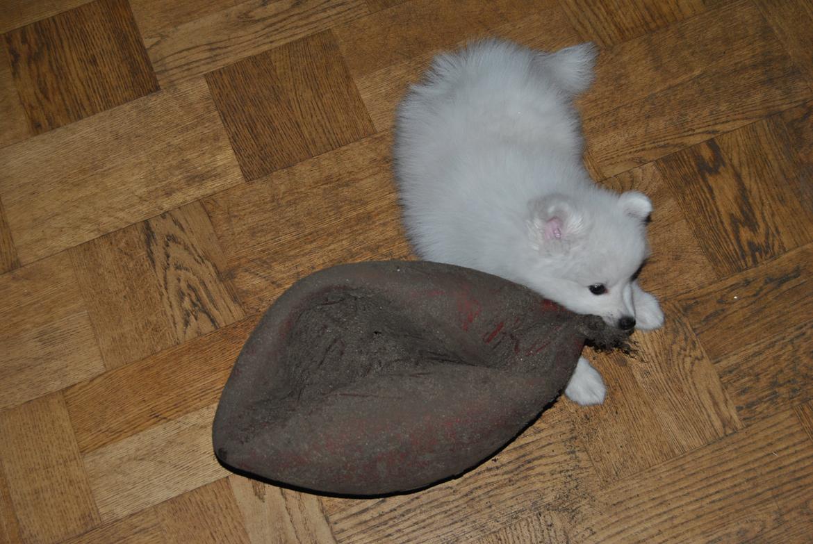 Japansk spids keeper ballare la giga billede 11