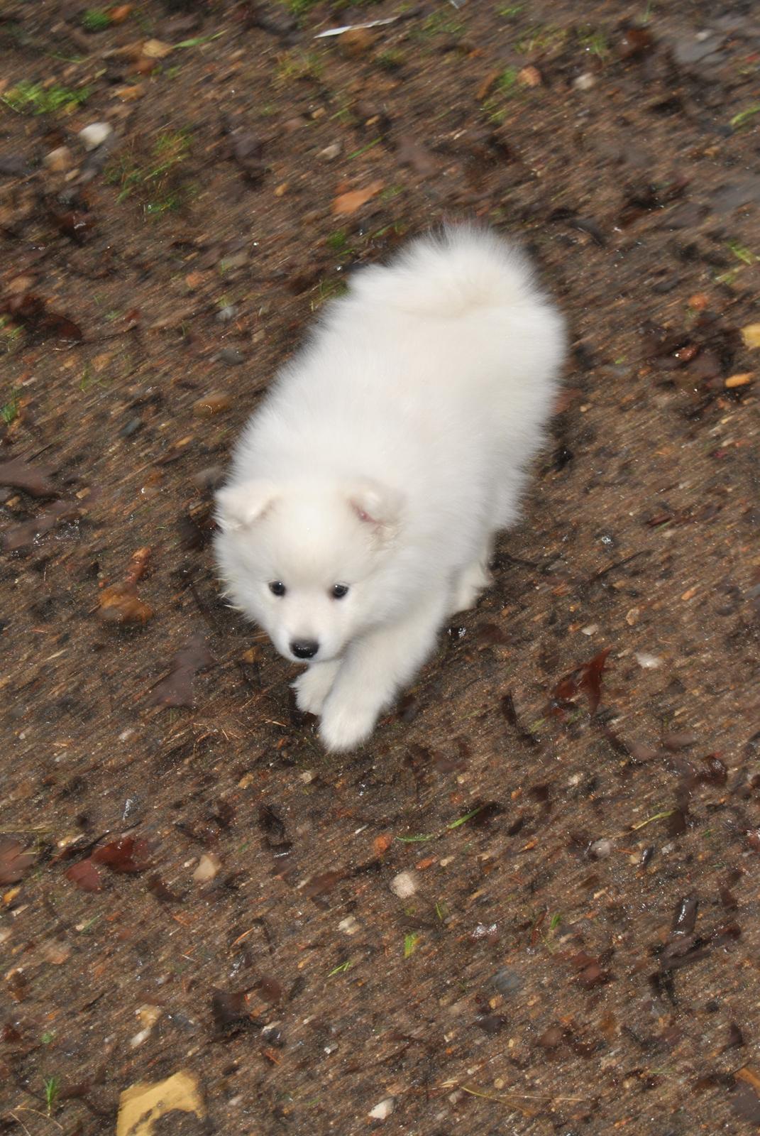 Japansk spids keeper ballare la giga billede 12