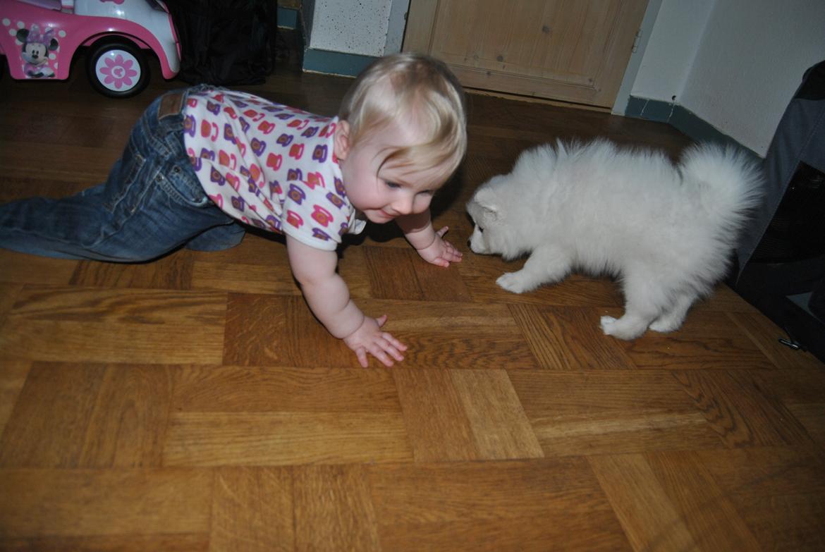 Japansk spids keeper ballare la giga billede 13