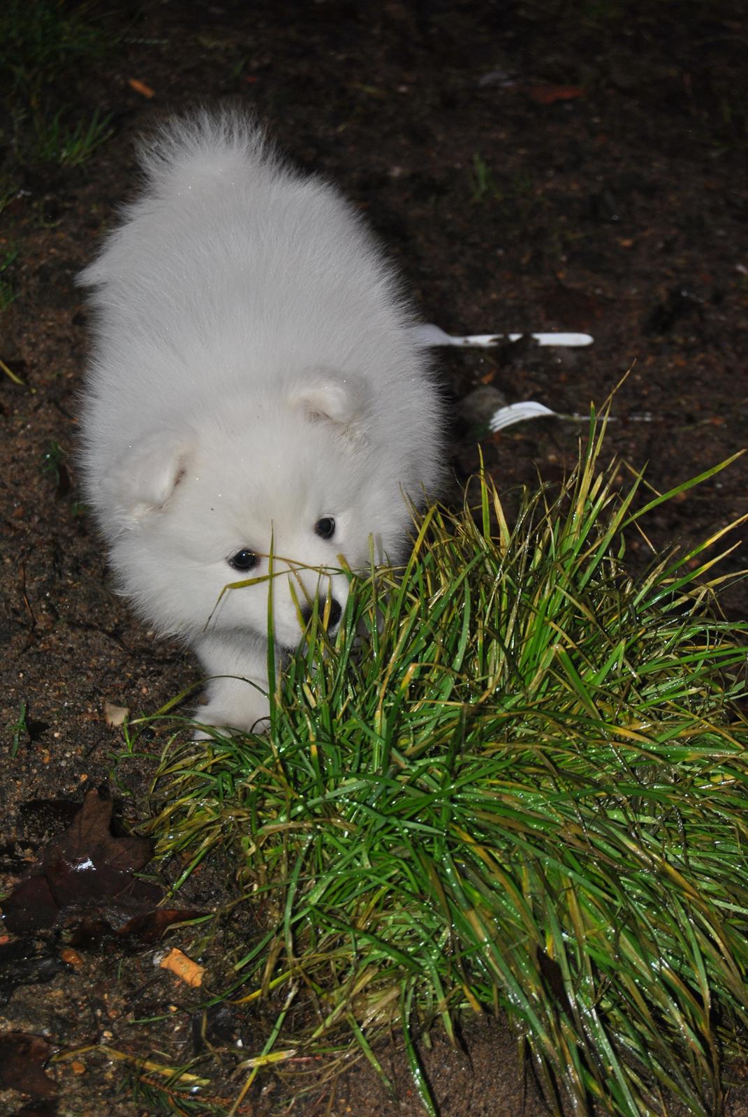 Japansk spids keeper ballare la giga billede 14