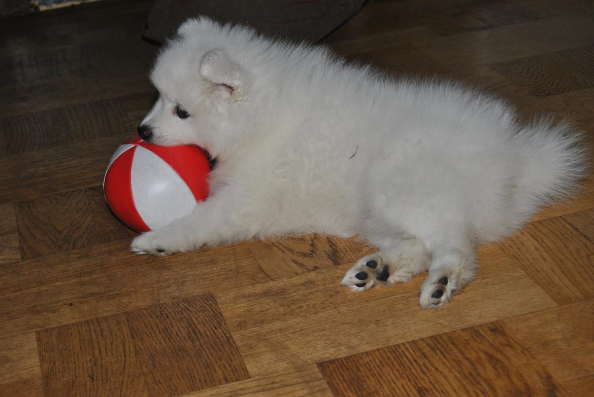 Japansk spids keeper ballare la giga billede 15