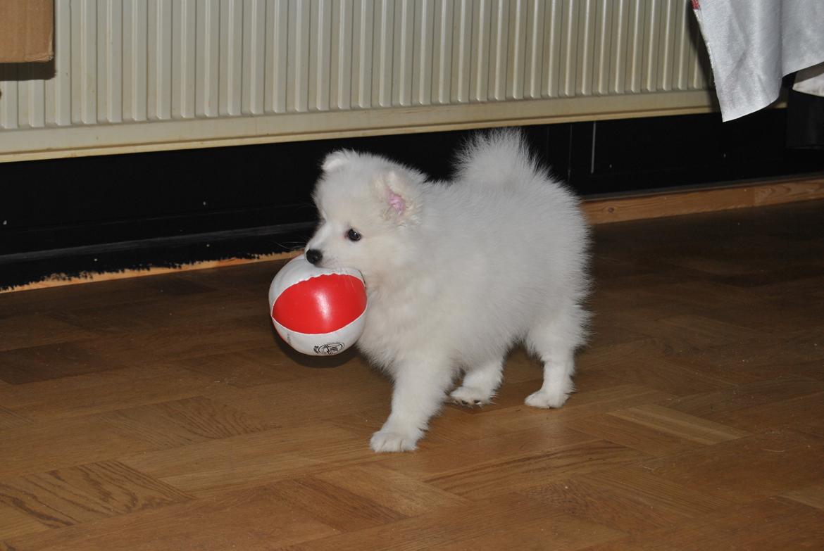 Japansk spids keeper ballare la giga billede 16