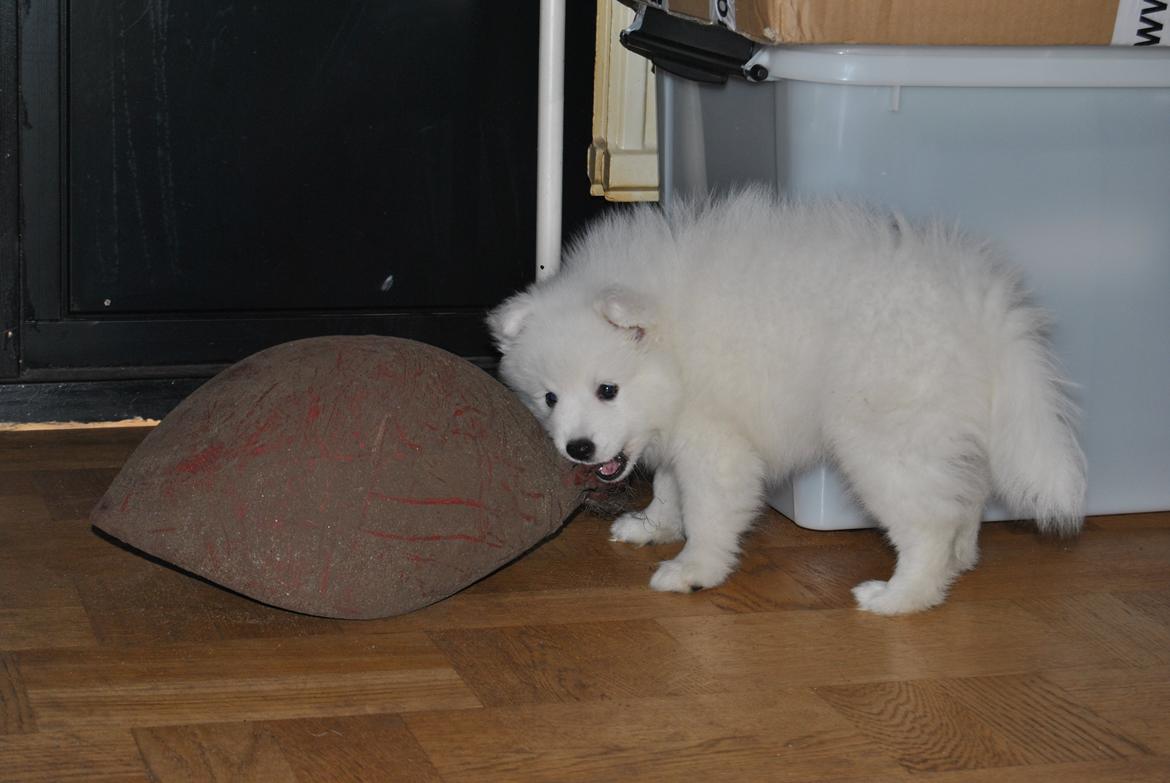 Japansk spids keeper ballare la giga billede 17