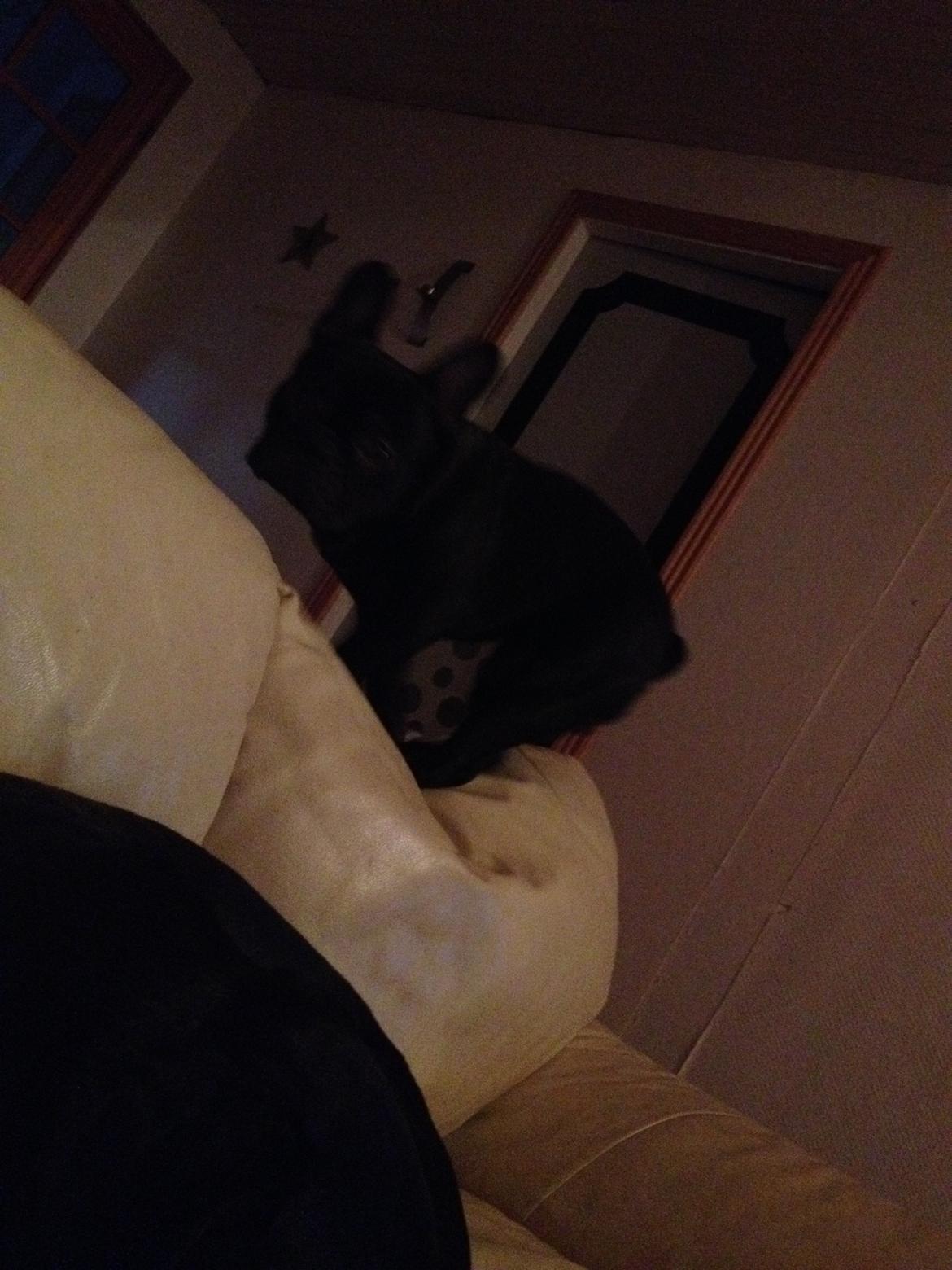 Fransk bulldog Oscar - hopper lige op på sofaen så jeg bedre kan se noget hi hi billede 2