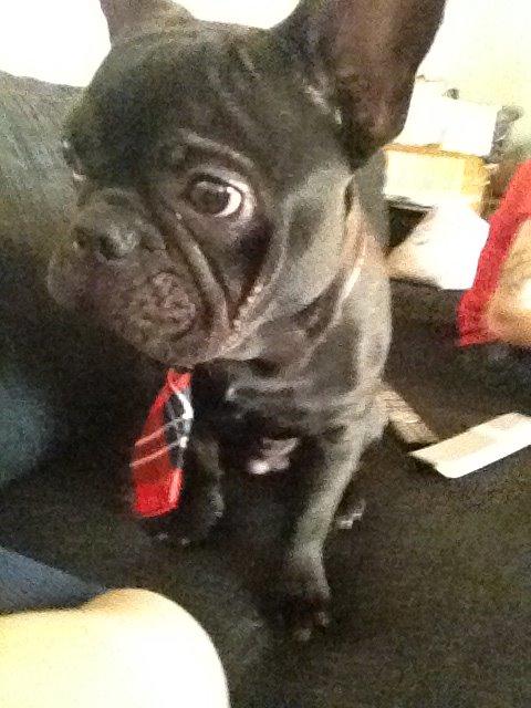 Fransk bulldog Oscar - klar til juleaften! :-) billede 1