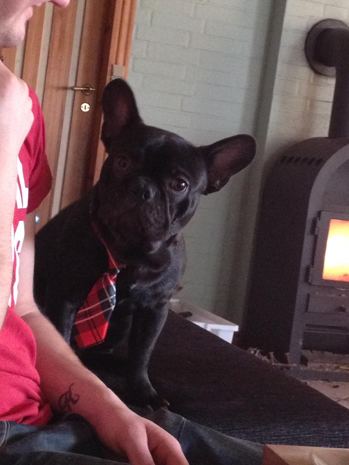 Fransk bulldog Oscar billede 4