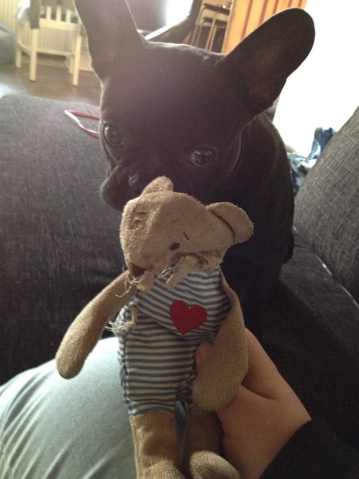 Fransk bulldog Oscar billede 3