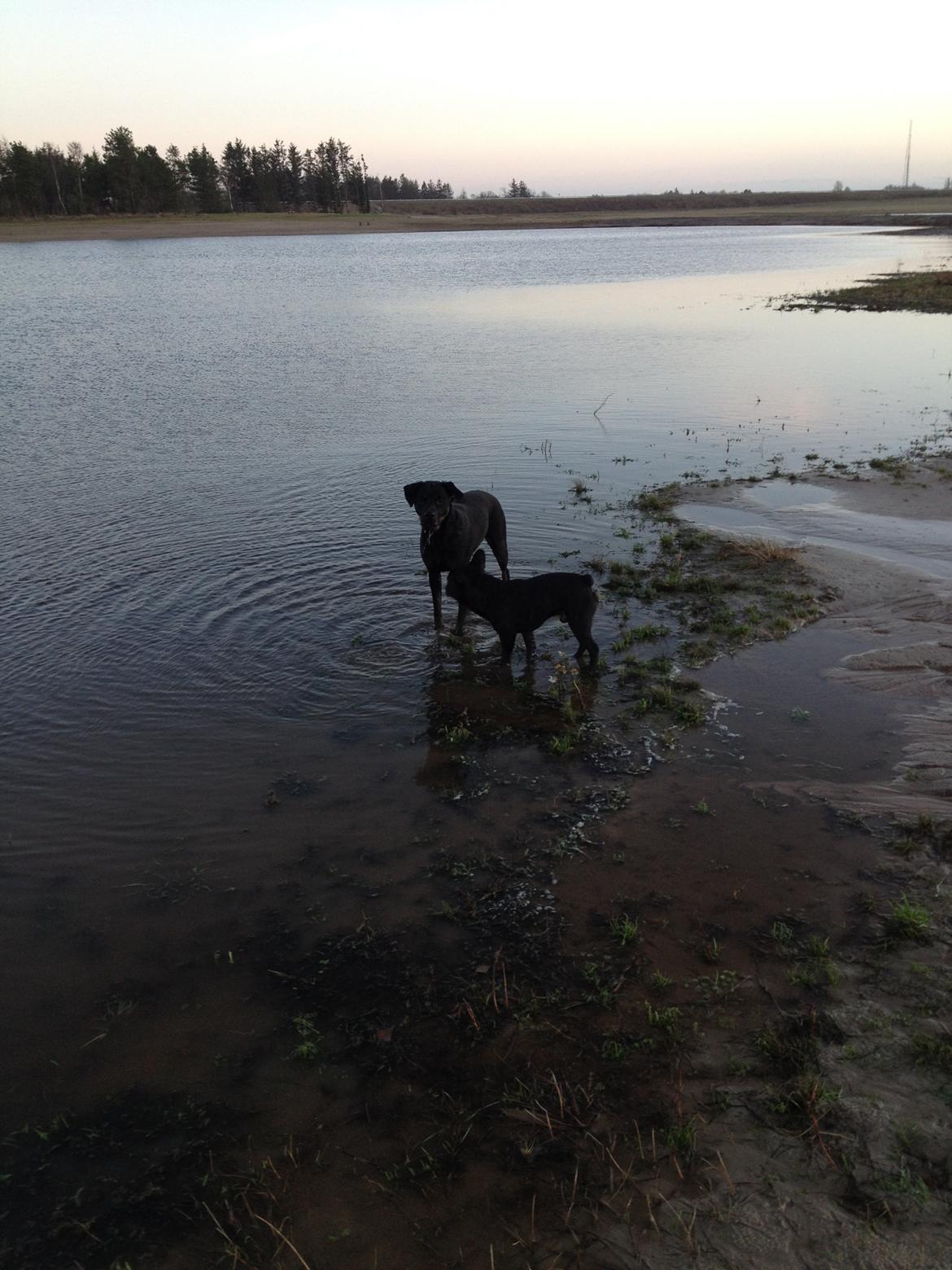 Fransk bulldog Oscar billede 5