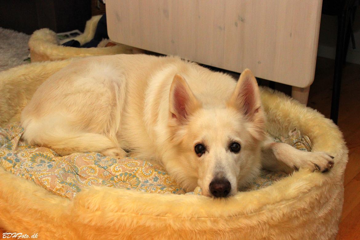 Hvid schæfer Niki billede 16