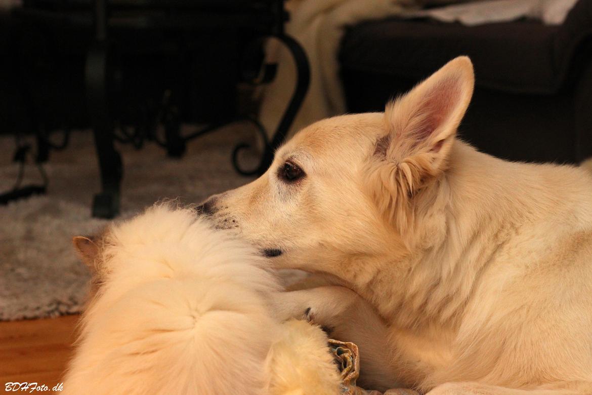 Hvid schæfer Niki billede 34