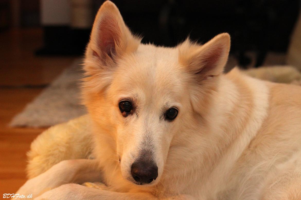 Hvid schæfer Niki billede 36