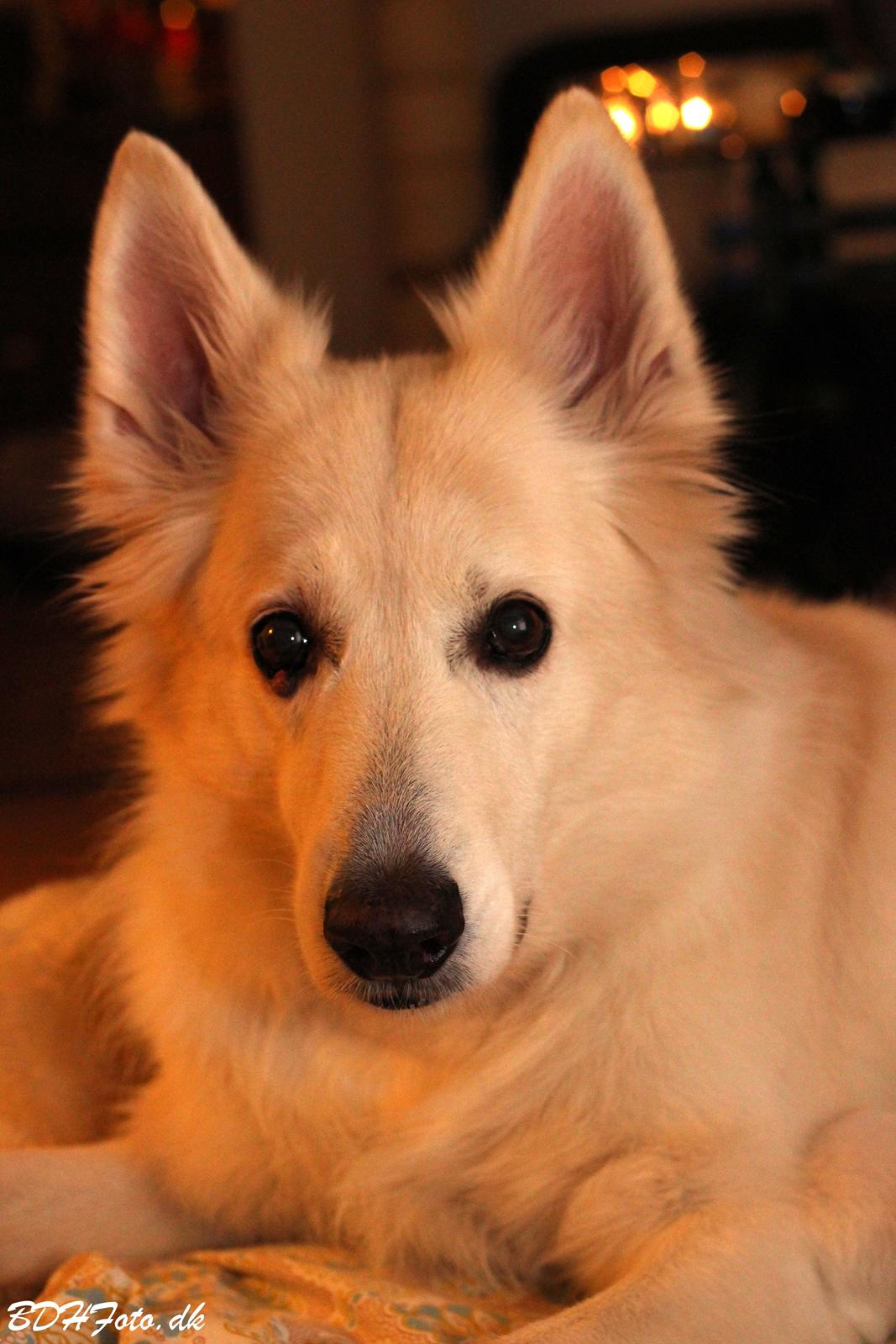 Hvid schæfer Niki billede 29