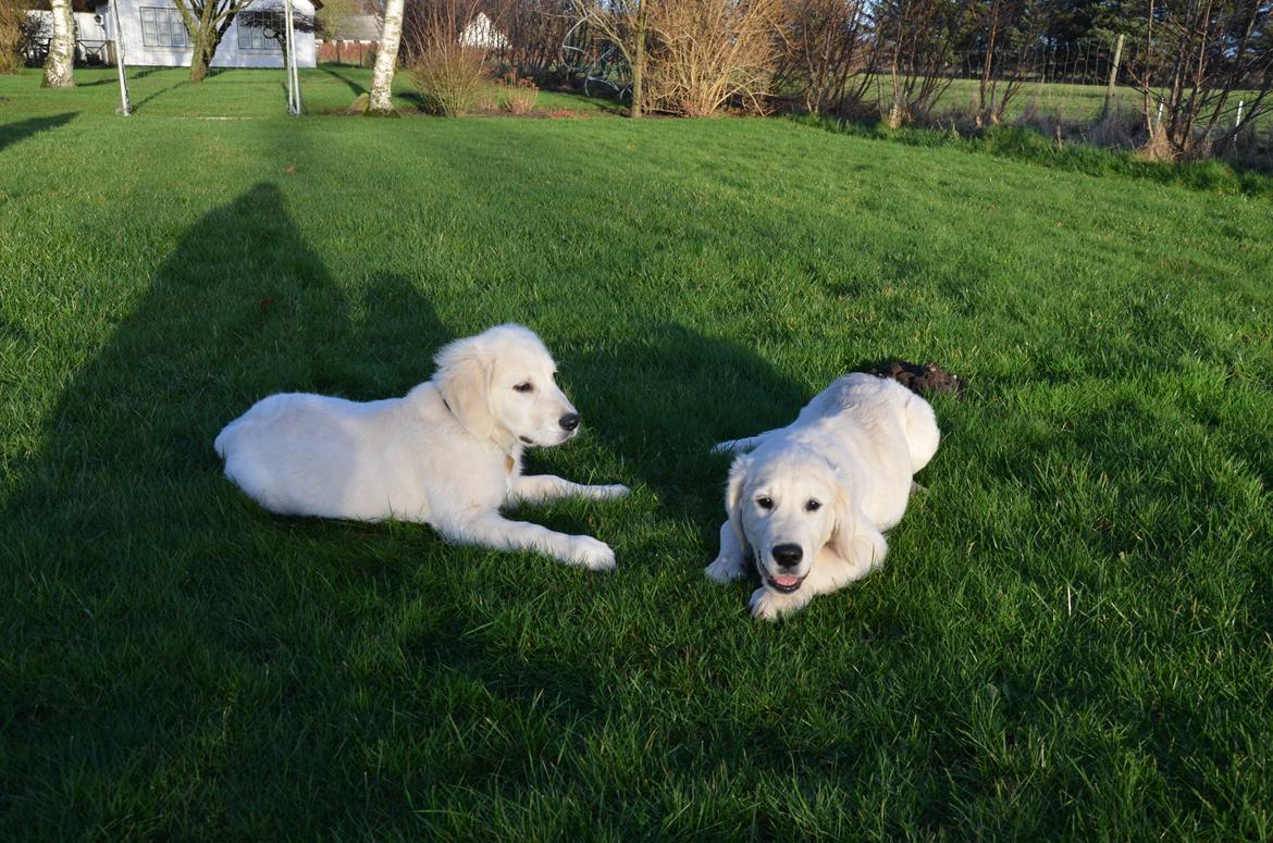 Golden retriever Kenzo - kenzo og hans bror balou :) billede 10