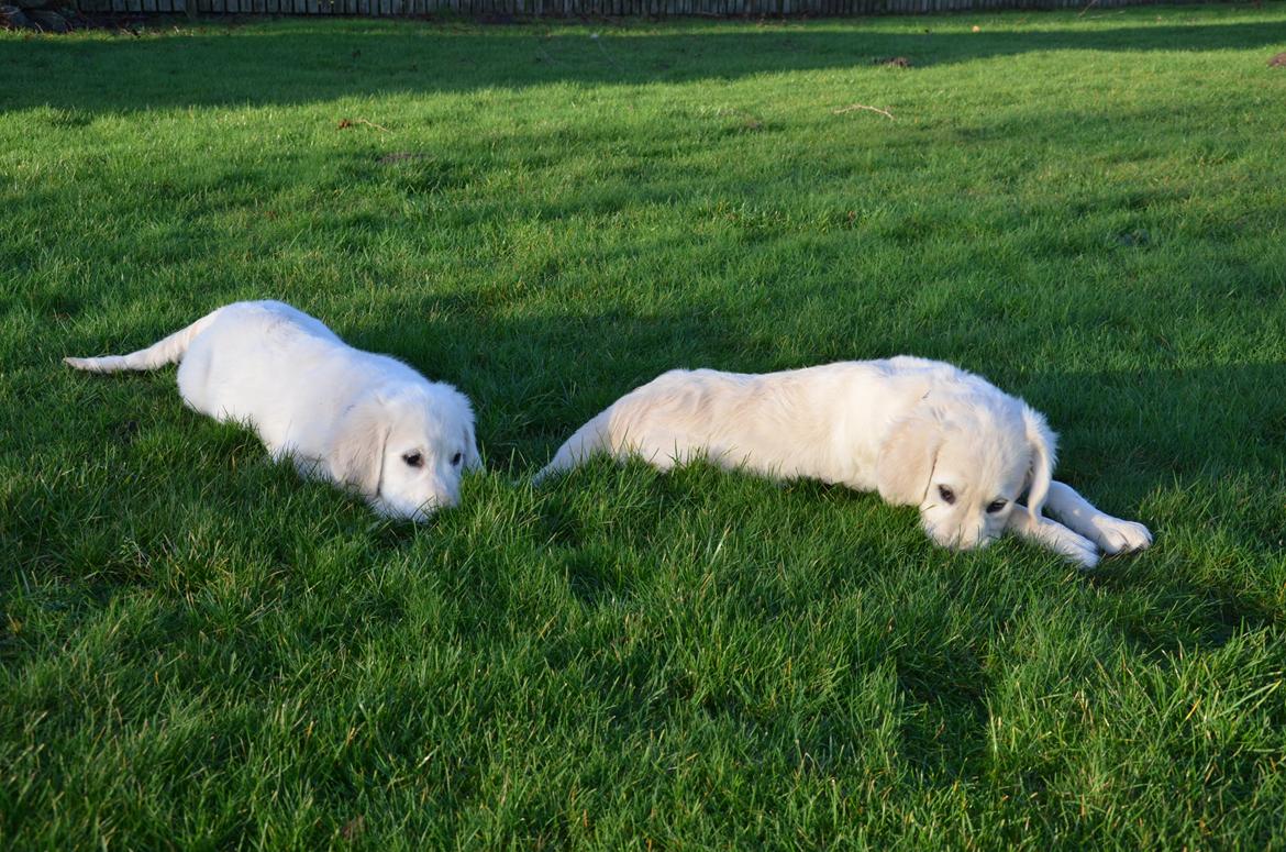 Golden retriever Kenzo - Kenzo og balou :) billede 11